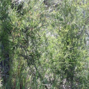 Melaleuca parvistaminea at O'Connor, ACT - 3 Nov 2020