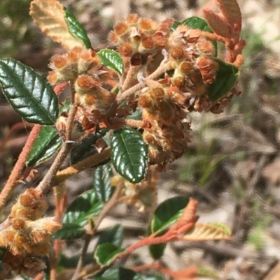 Pomaderris betulina (Birch Pomaderris) at Yarralumla, ACT - 1 Nov 2020 by JaneR