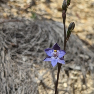 Thelymitra simulata (Graceful Sun-orchid) at Brindabella National Park - 3 Nov 2020 by MattM