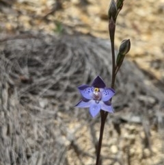 Thelymitra simulata (Graceful Sun-orchid) at Brindabella National Park - 3 Nov 2020 by MattM
