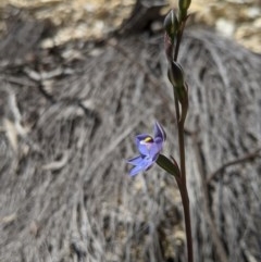 Thelymitra simulata at Uriarra, NSW - suppressed