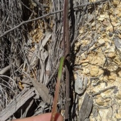 Thelymitra simulata at Uriarra, NSW - 3 Nov 2020