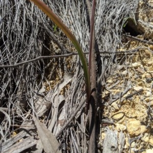 Thelymitra simulata at Uriarra, NSW - suppressed