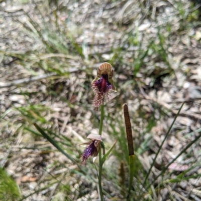 Calochilus platychilus (Purple Beard Orchid) at Uriarra, NSW - 3 Nov 2020 by MattM