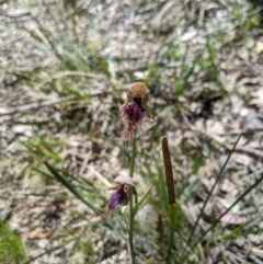 Calochilus platychilus (Purple beard orchid) at Brindabella National Park - 3 Nov 2020 by MattM