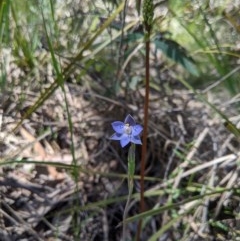 Thelymitra simulata (Graceful Sun-orchid) at Brindabella National Park - 3 Nov 2020 by MattM