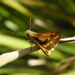 Ocybadistes walkeri (Green Grass-dart) at Kambah, ACT - 2 Nov 2020 by MatthewFrawley