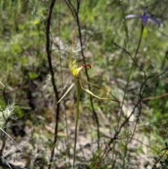 Caladenia parva (Brown-clubbed Spider Orchid) at Uriarra, NSW - 3 Nov 2020 by MattM