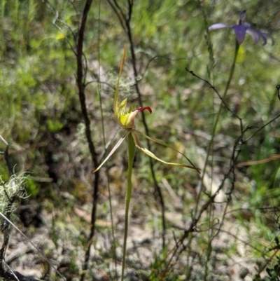 Caladenia parva (Brown-clubbed Spider Orchid) at Brindabella National Park - 3 Nov 2020 by MattM