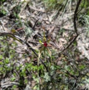 Caladenia parva at Uriarra, NSW - suppressed