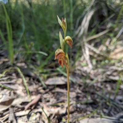 Oligochaetochilus squamatus (Southern Rustyhood) at Brindabella National Park - 3 Nov 2020 by MattM