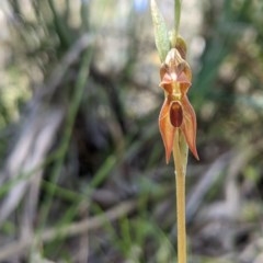 Oligochaetochilus squamatus at Brindabella, NSW - suppressed