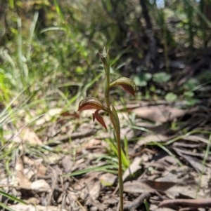 Oligochaetochilus squamatus at Brindabella, NSW - suppressed