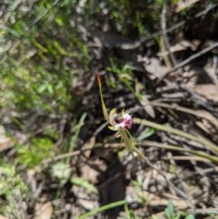 Caladenia parva (Brown-clubbed Spider Orchid) at Brindabella, NSW - 3 Nov 2020 by MattM