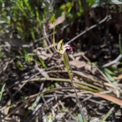 Caladenia parva at Brindabella, NSW - 3 Nov 2020