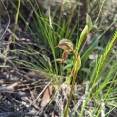 Oligochaetochilus hamatus (Southern Hooked Rustyhood) at Brindabella National Park - 3 Nov 2020 by MattM