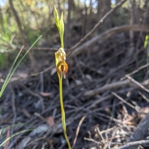 Oligochaetochilus hamatus at Uriarra, NSW - 3 Nov 2020