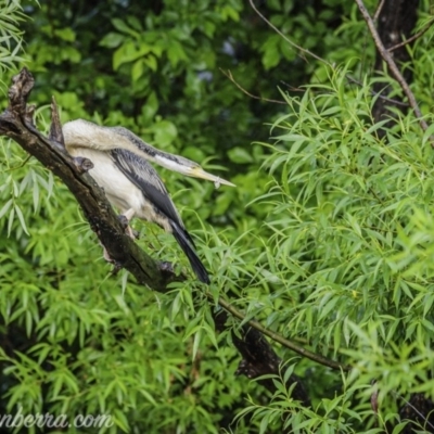 Anhinga novaehollandiae (Australasian Darter) at Yarralumla, ACT - 24 Oct 2020 by JonSteinbeck