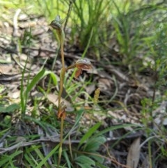 Oligochaetochilus squamatus (Southern Rustyhood) at Brindabella, NSW - 3 Nov 2020 by MattM