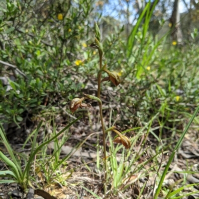 Oligochaetochilus squamatus (Southern Rustyhood) at Brindabella National Park - 3 Nov 2020 by MattM