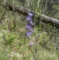 Thelymitra megcalyptra (Swollen Sun Orchid) at Brindabella, NSW - 3 Nov 2020 by MattM