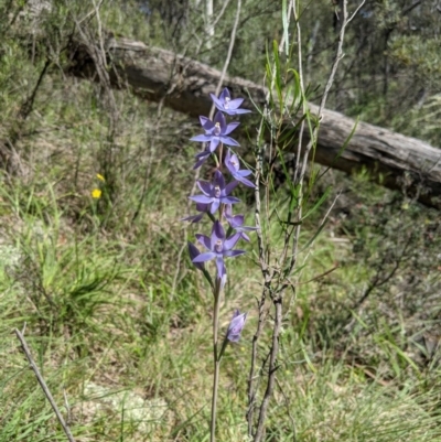 Thelymitra megcalyptra (Swollen Sun Orchid) at Brindabella National Park - 3 Nov 2020 by MattM