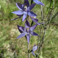 Thelymitra megcalyptra at Brindabella, NSW - suppressed
