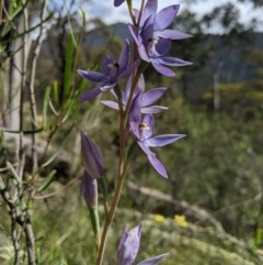 Thelymitra megcalyptra at Brindabella, NSW - suppressed