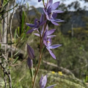 Thelymitra megcalyptra at Brindabella, NSW - suppressed