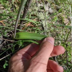 Thelymitra megcalyptra at Brindabella, NSW - suppressed