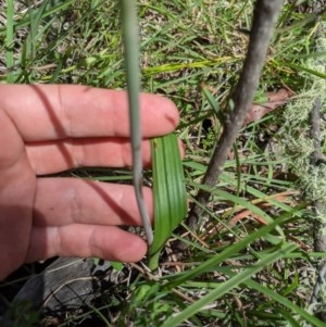 Thelymitra megcalyptra at Brindabella, NSW - suppressed