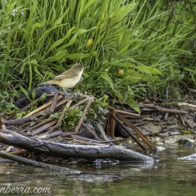 Acrocephalus australis (Australian Reed-Warbler) at Acton, ACT - 31 Oct 2020 by JonSteinbeck