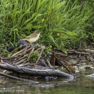 Acrocephalus australis (Australian Reed-Warbler) at Acton, ACT - 31 Oct 2020 by BIrdsinCanberra