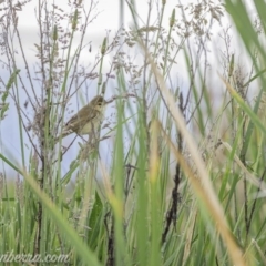 Acrocephalus australis at Acton, ACT - 31 Oct 2020