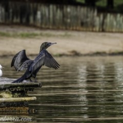 Phalacrocorax sulcirostris (Little Black Cormorant) at Yarralumla, ACT - 31 Oct 2020 by JonSteinbeck