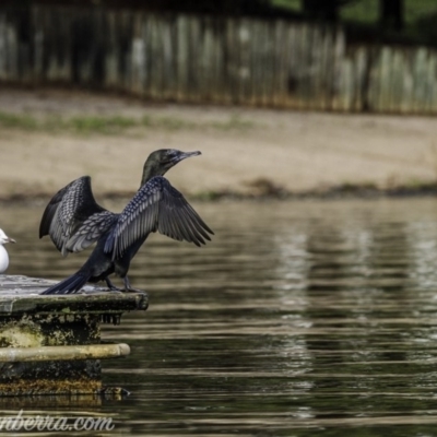 Phalacrocorax sulcirostris (Little Black Cormorant) at Yarralumla, ACT - 31 Oct 2020 by JonSteinbeck