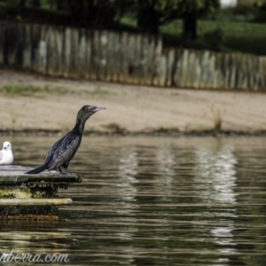 Phalacrocorax sulcirostris at Yarralumla, ACT - 31 Oct 2020