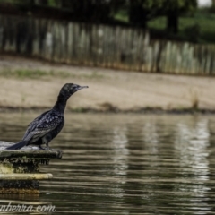 Phalacrocorax sulcirostris at Yarralumla, ACT - 31 Oct 2020