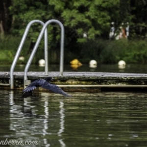 Phalacrocorax sulcirostris at Yarralumla, ACT - 31 Oct 2020