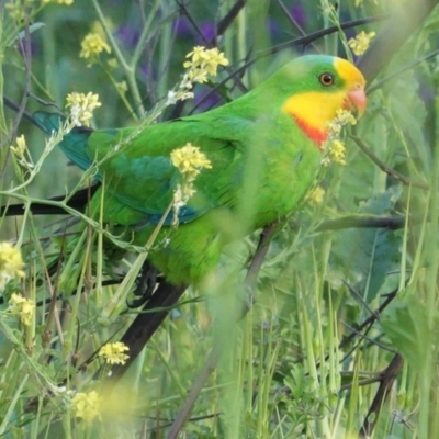 Polytelis swainsonii (Superb Parrot) at Red Hill to Yarralumla Creek - 3 Nov 2020 by JackyF