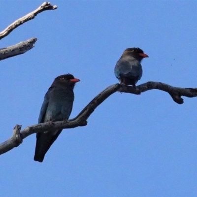 Eurystomus orientalis (Dollarbird) at Red Hill Nature Reserve - 3 Nov 2020 by JackyF