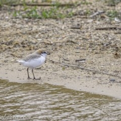 Anarhynchus ruficapillus (Red-capped Plover) at Yarralumla, ACT - 31 Oct 2020 by JonSteinbeck