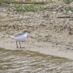 Anarhynchus ruficapillus at Yarralumla, ACT - 31 Oct 2020