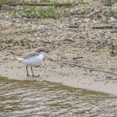 Anarhynchus ruficapillus (Red-capped Plover) at Lake Burley Griffin West - 30 Oct 2020 by BIrdsinCanberra