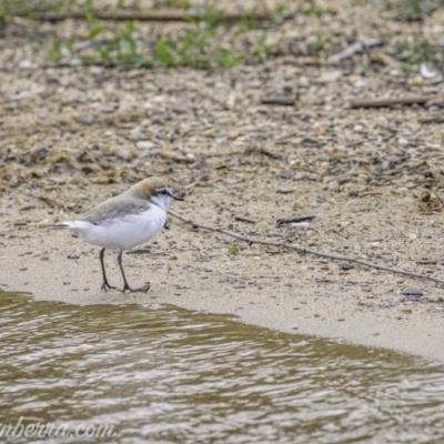 Anarhynchus ruficapillus (Red-capped Plover) at Yarralumla, ACT - 31 Oct 2020 by JonSteinbeck