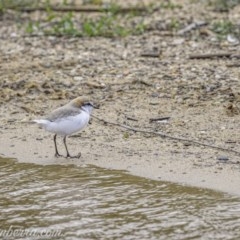 Charadrius ruficapillus (Red-capped Plover) at Yarralumla, ACT - 30 Oct 2020 by BIrdsinCanberra