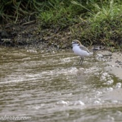 Anarhynchus ruficapillus at Yarralumla, ACT - 31 Oct 2020