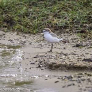 Anarhynchus ruficapillus at Yarralumla, ACT - 31 Oct 2020