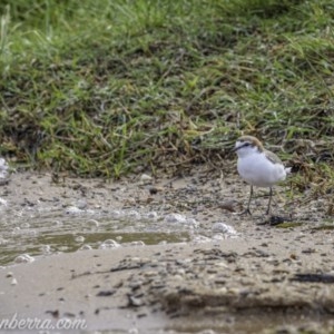 Anarhynchus ruficapillus at Yarralumla, ACT - 31 Oct 2020