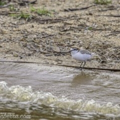 Anarhynchus ruficapillus at Yarralumla, ACT - 31 Oct 2020